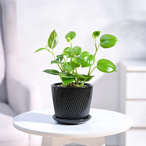 Peperomia Obtusifolia - Green