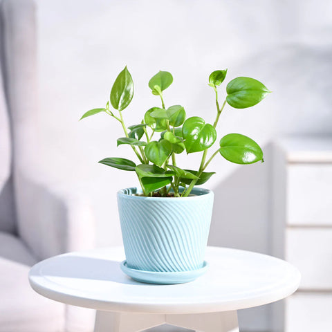 Peperomia Obtusifolia - Green