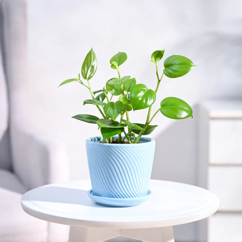 Peperomia Obtusifolia - Green