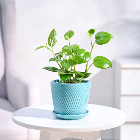 Peperomia Obtusifolia - Green