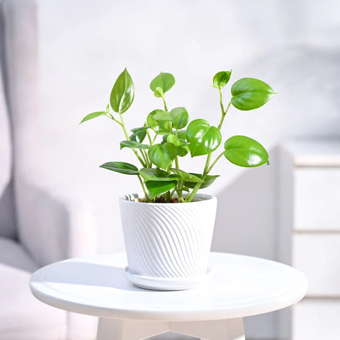 Peperomia Obtusifolia - Green