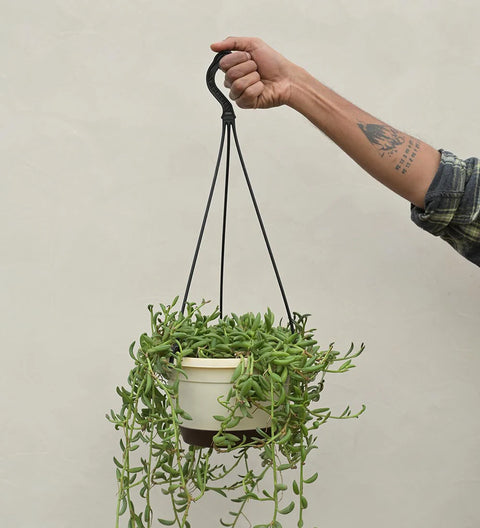 String of Bananas