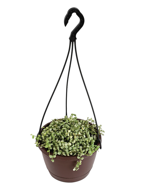 String of Nickels - Variegated
