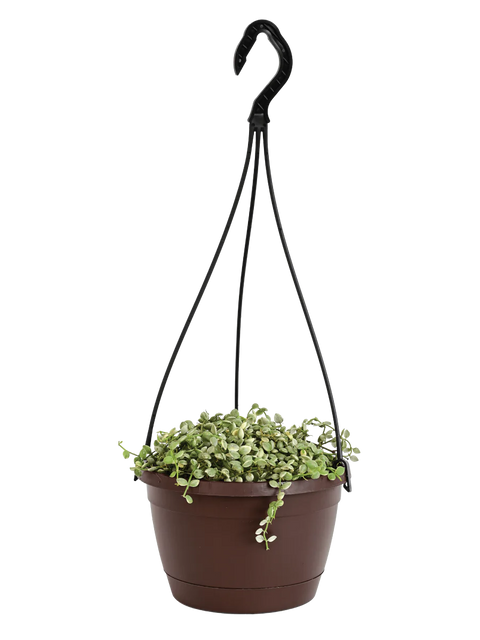 String of Nickels - Variegated