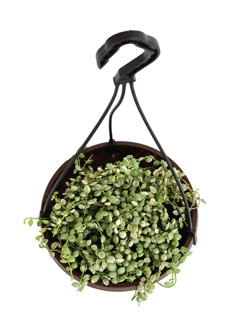 String of Nickels - Variegated