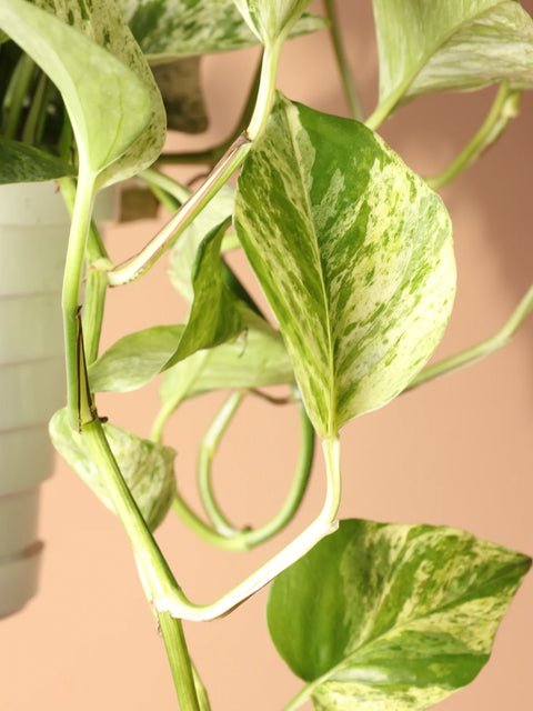 Money Plant Marble