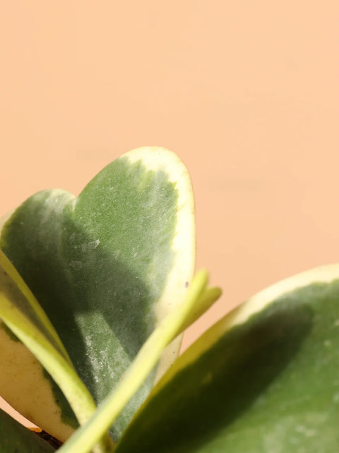 Heart Hoya - Variegated