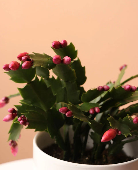 Christmas Cactus