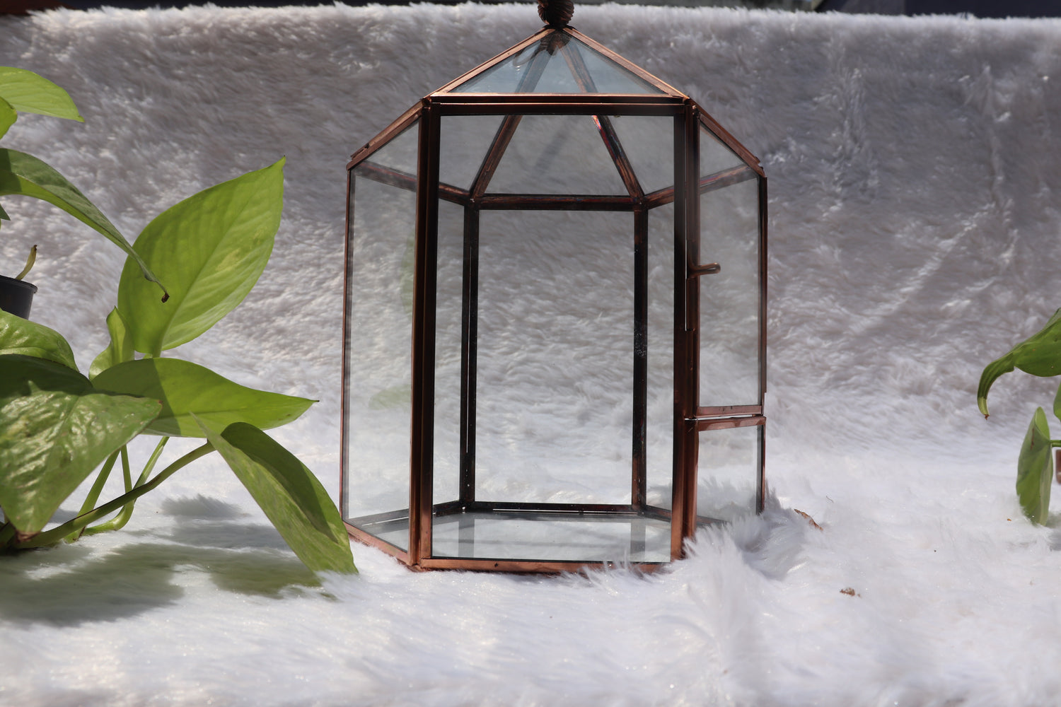 Geometric Terrarium