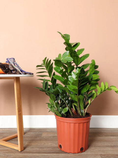 Zamioculcas Zamiifolia (ZZ Plant)