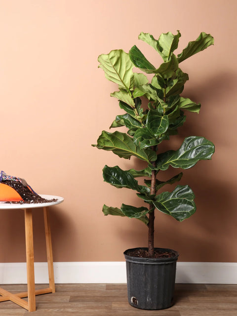 Fiddle Leaf Fig