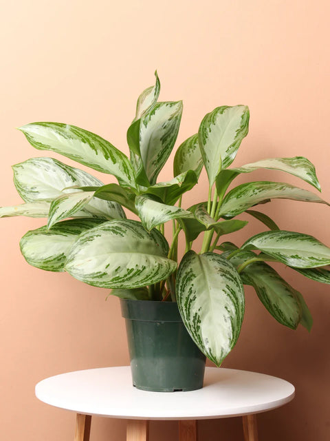 Aglaonema Commutatum - Silver Bay