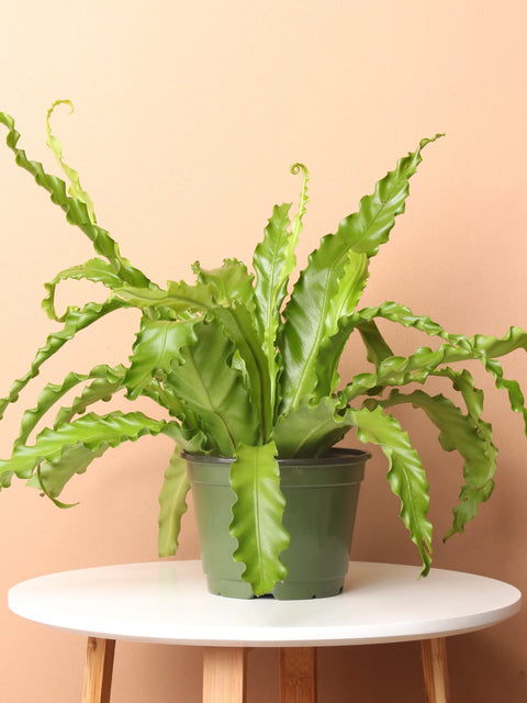 Osaka Bird Nest Fern