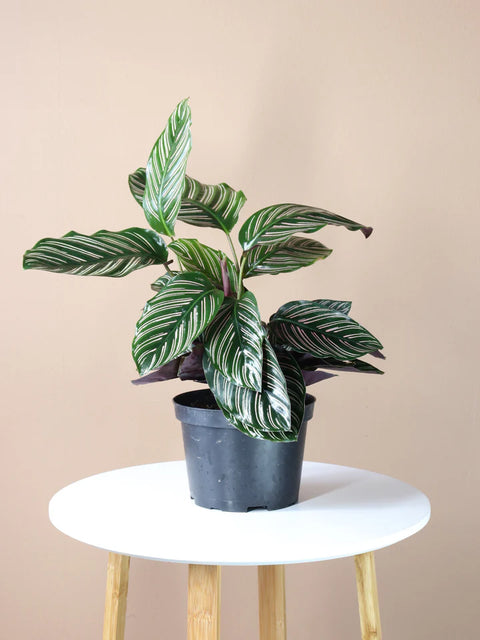 Calathea Pinstripe