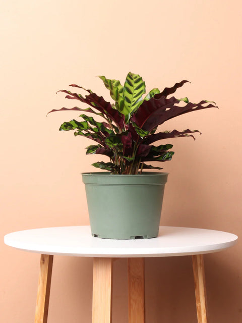 Calathea Rattlesnake