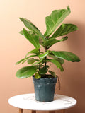 Fiddle Leaf Fig