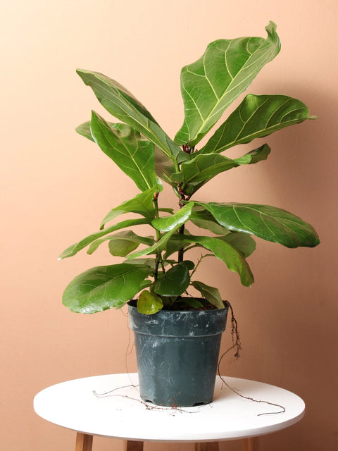 Fiddle Leaf Fig