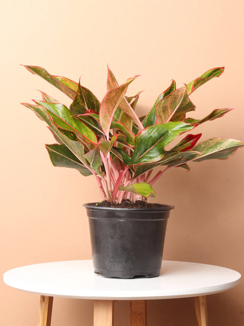 Aglaonema Siam Aurora