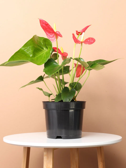 Anthurium Red