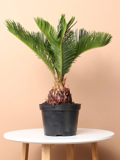 King Sago Palm