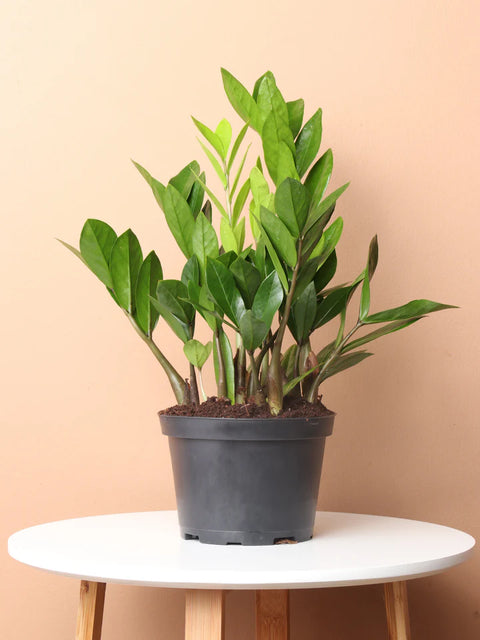 Zamioculcas Zamiifolia (ZZ Plant)