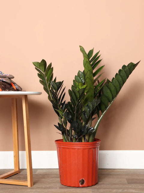 Zamioculcas Zamiifolia - Raven XL
