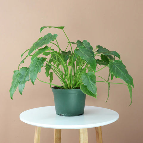 Philodendron Xanadu Green