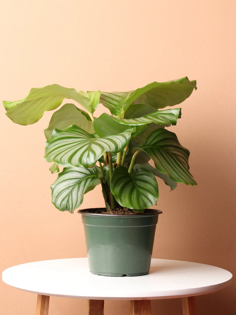 Calathea Orbifolia