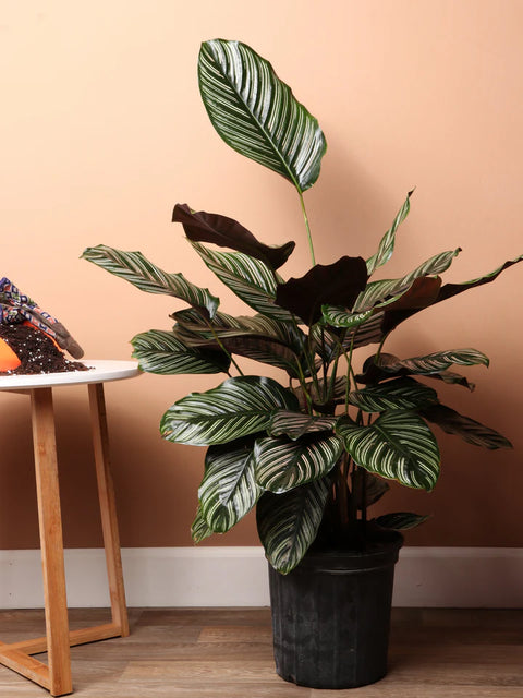 Calathea Pinstripe