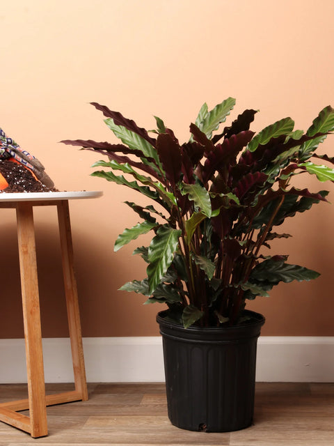 Calathea Rufibarba