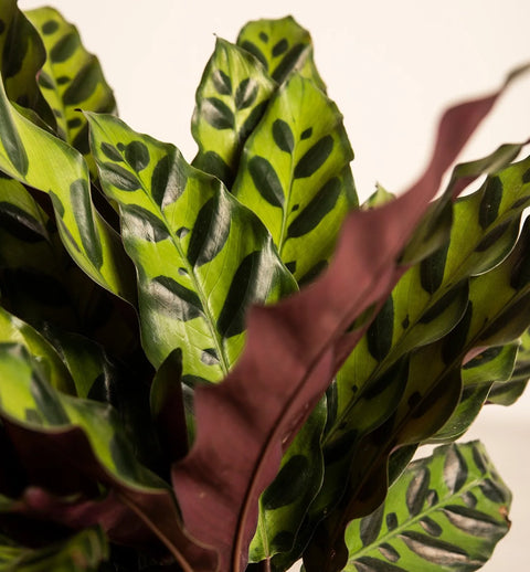 Calathea Rattlesnake