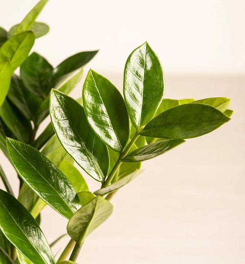 Zamioculcas Zamiifolia (ZZ Plant)
