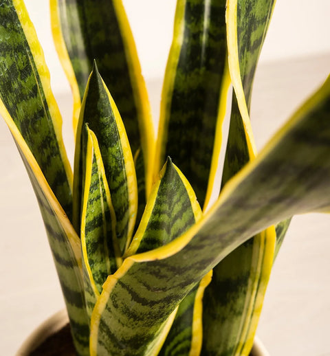 Golden Snake Plant