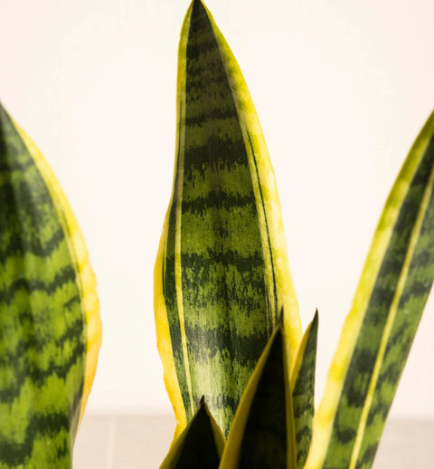 Golden Snake Plant