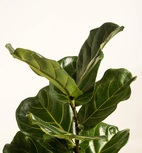 Fiddle Leaf Fig XL
