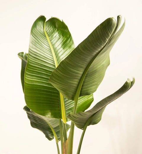 Bird of Paradise XL
