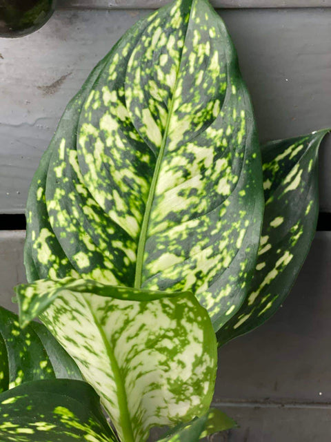 Aglaonema Snow White