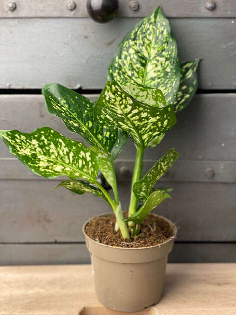 Aglaonema Snow White