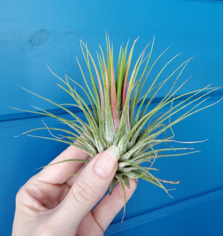 Tillandsia Ionantha Guatemala