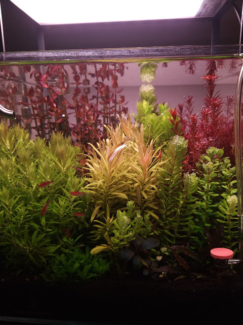 Aquarium Setup & Maintenance