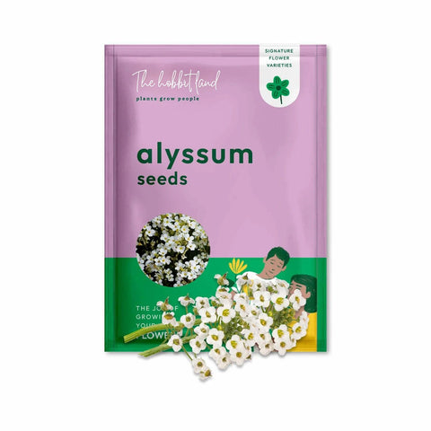 Alyssum White