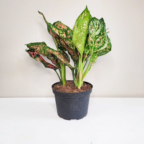 Aglaonema Commutatum - Valentine