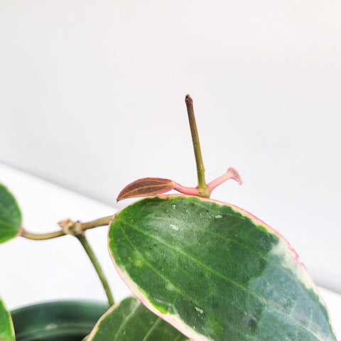 Hoya Latifolia Variegata