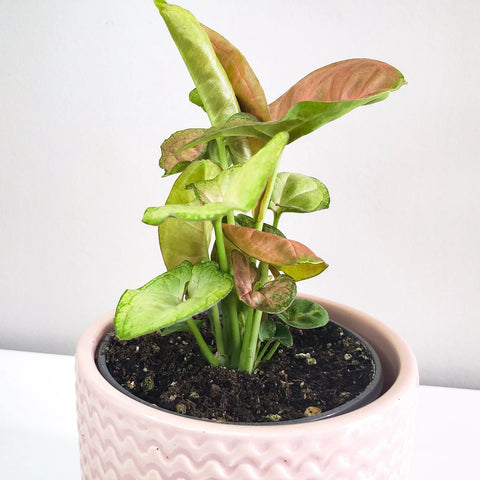 Syngonium Pink