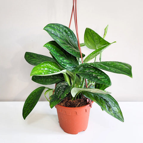 Monstera Karstenianum - Peru