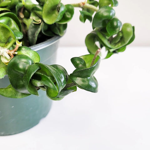 Hoya Carnosa Compacta - Hindu Rope