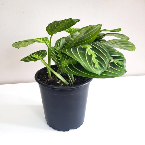 Maranta Leuconeura - Lemon Lime Prayer