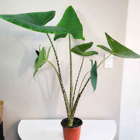 Alocasia Zebrina
