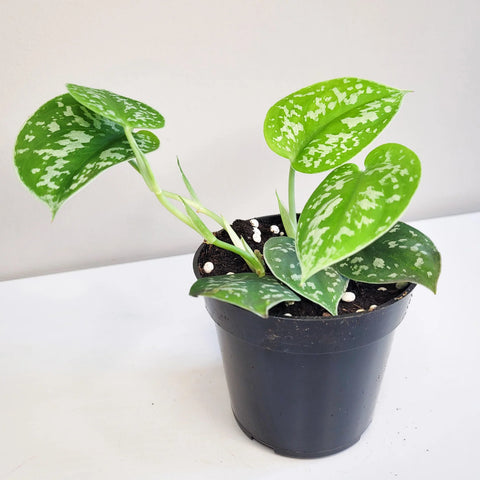 Money Plant Satin - Scindapsus Pictus Argyraeus