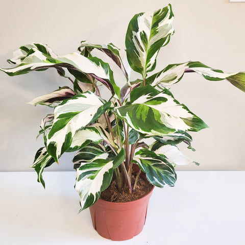 Calathea Lietzei - White Fusion